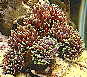 brown torch coral with green tips