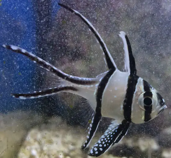 banggai cardinalfish