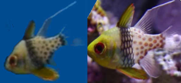 Male and female cardinalfish