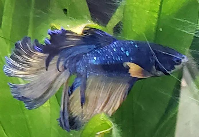 Blue Betta Fish