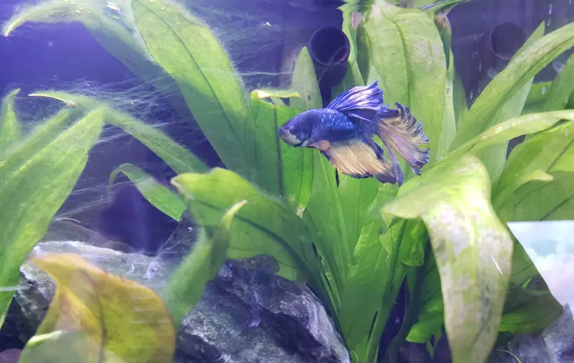 Blue Betta fish