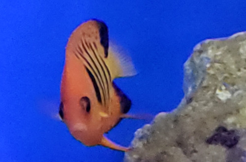 Dwarf Flame Anglefish