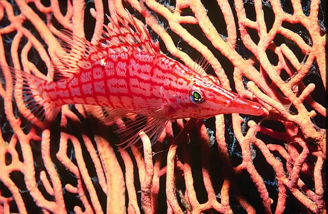 Longnose Hawkfish