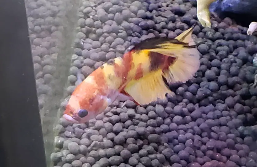 Orange betta fish