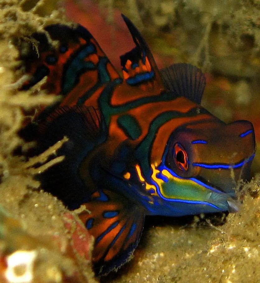 Red Mandarin Goby