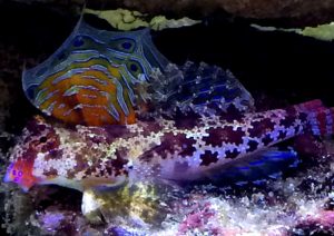 Scooter blenny hotsell care