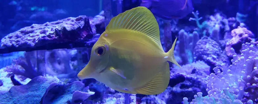 Yellow Tang