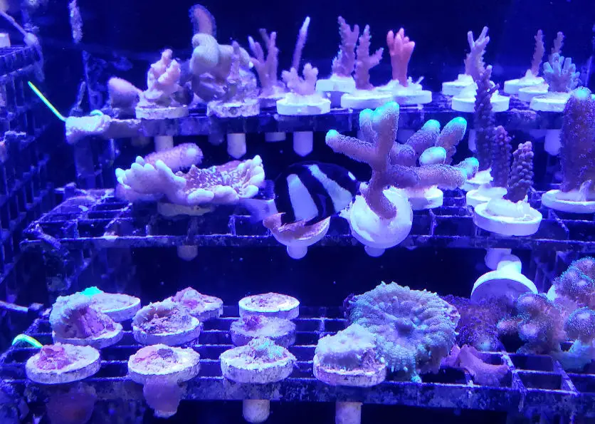 Coral Frags