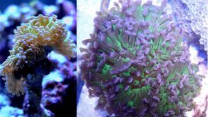 Hammer coral growth