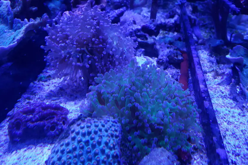 Hammer corals