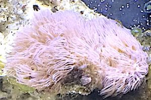 Pink Starburst Polyp