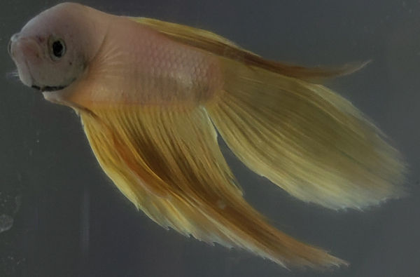 Yellow Betta Fish
