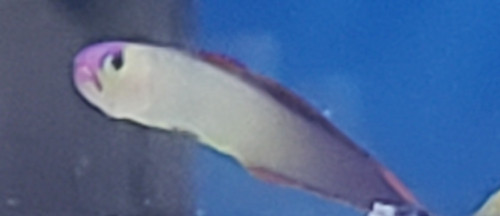 Firefish