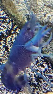 cobalt blue lobster/blue crayfish