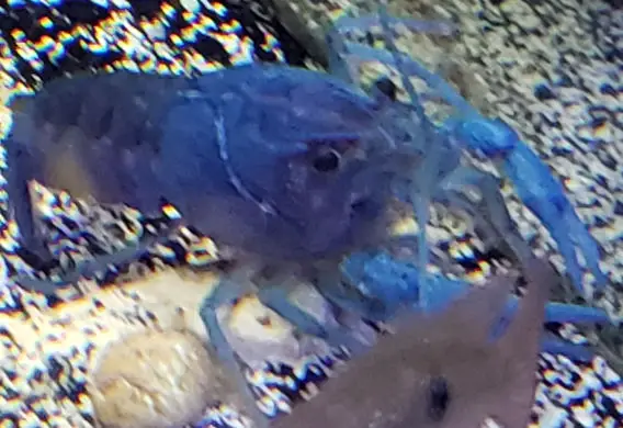 cobalt blue lobster