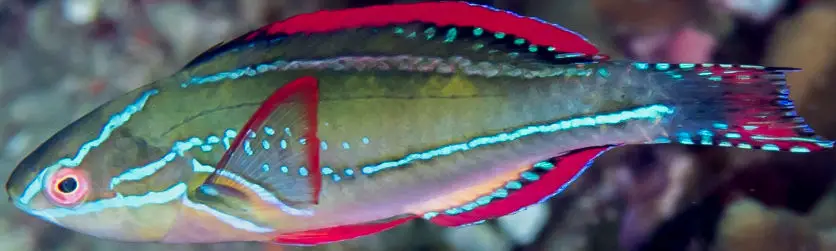 Exquisite Wrasse