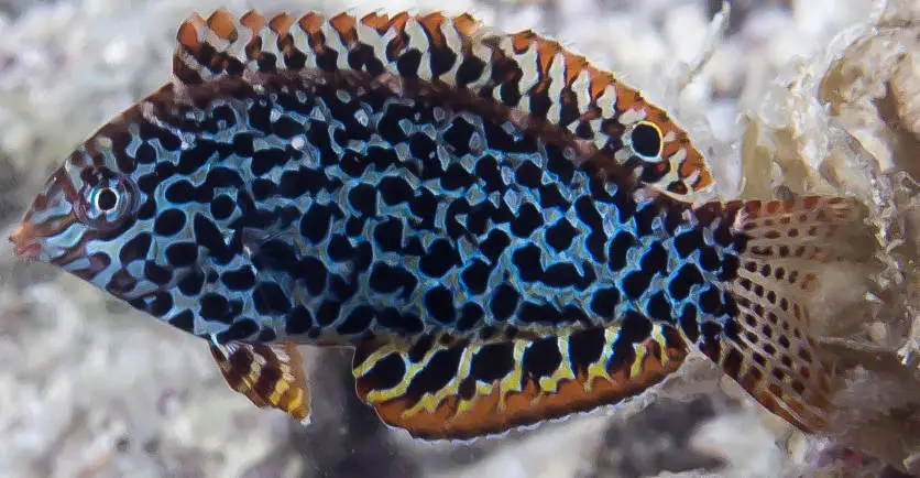 Leopard Wrasse