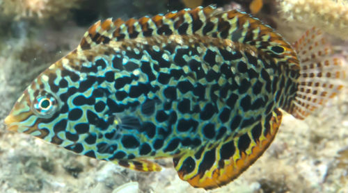 Leopard Wrasse