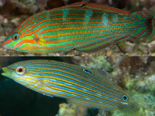 Male and Female Melanurus Wrasse