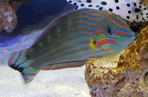 melanurus wrasse