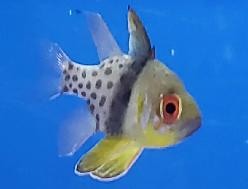 Pajama Cardinal Fish