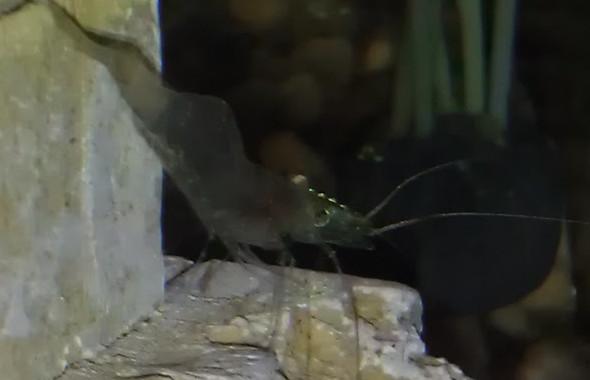 Ghost Shrimp