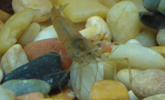 Ghost Shrimp