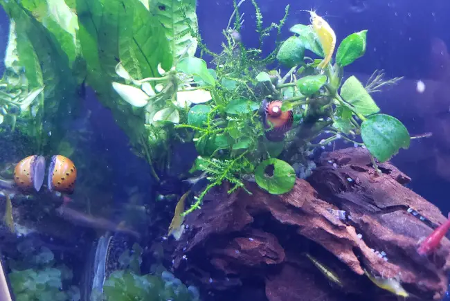 Red Cherry Shrimp Tank