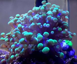 Frogspawn Coral