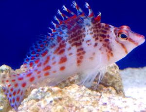 Hawkfish care deals