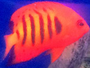 Dwarf Flame Angelfish