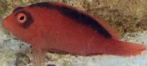Flame Hawkfish